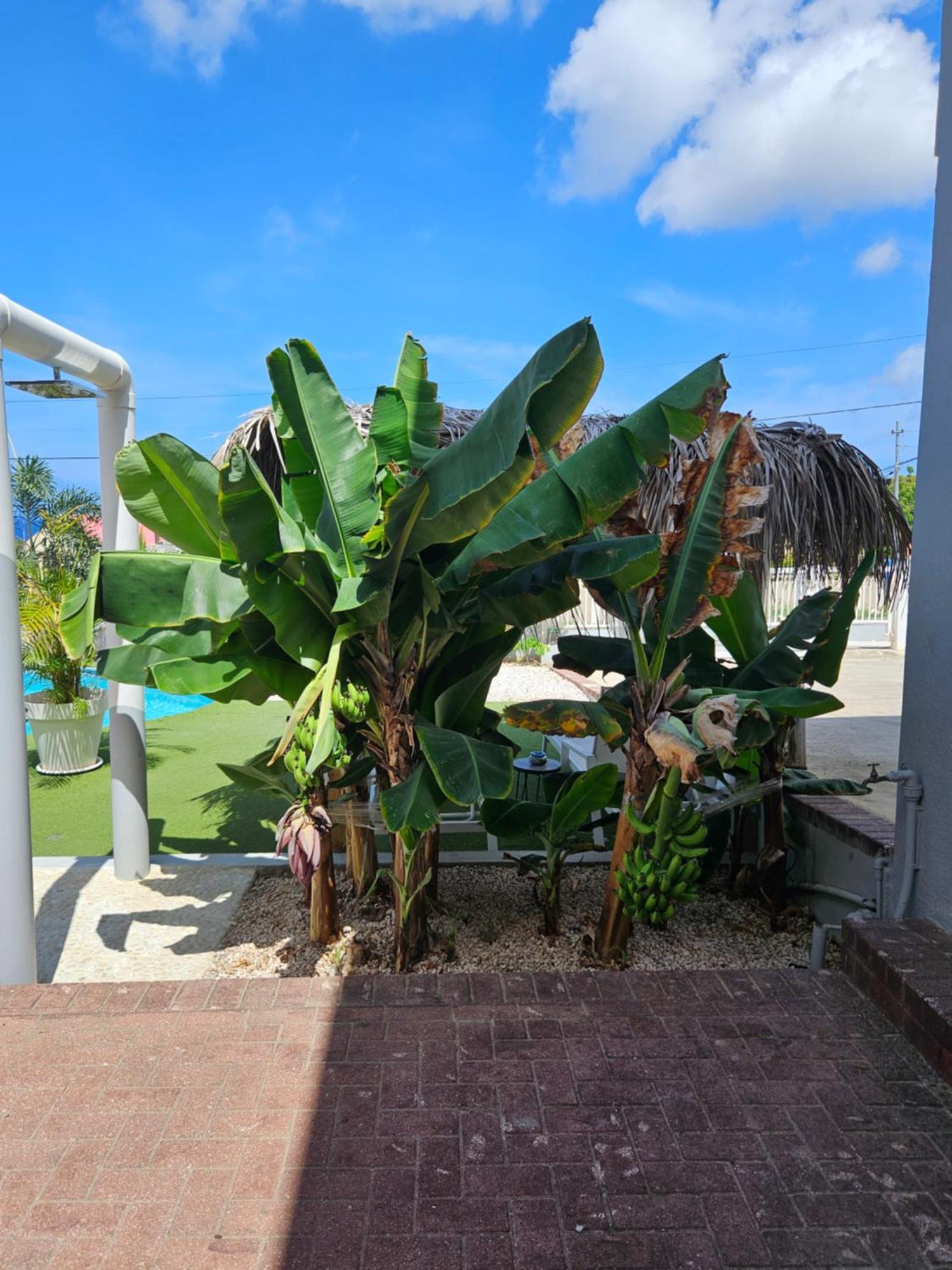 Villa Raven'S Paradise Willemstad Zewnętrze zdjęcie